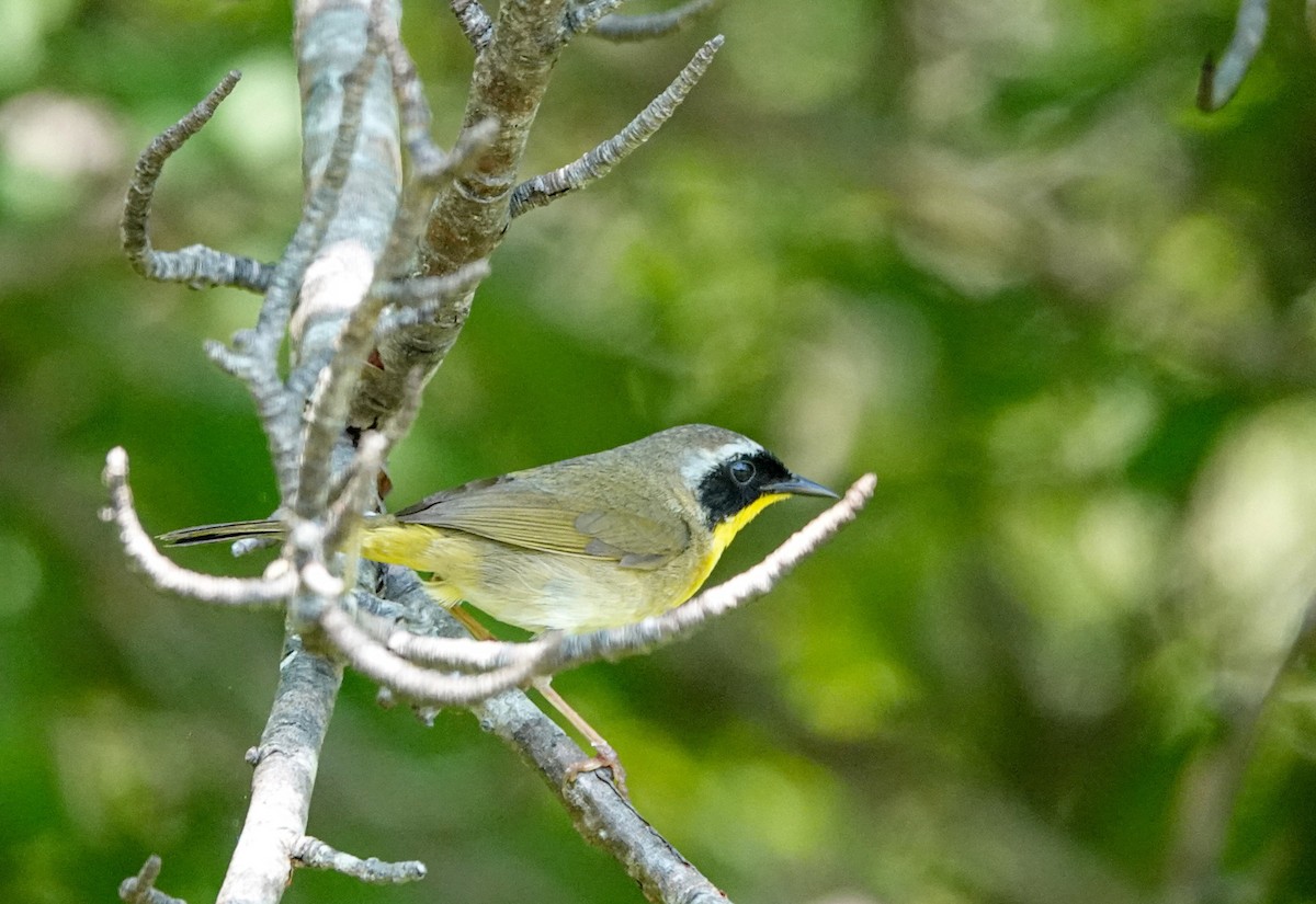 Common Yellowthroat - ML620885990