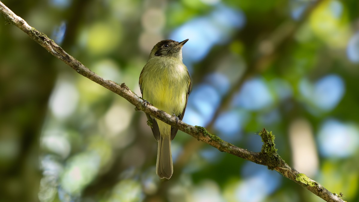 Sepia-capped Flycatcher - ML620885991