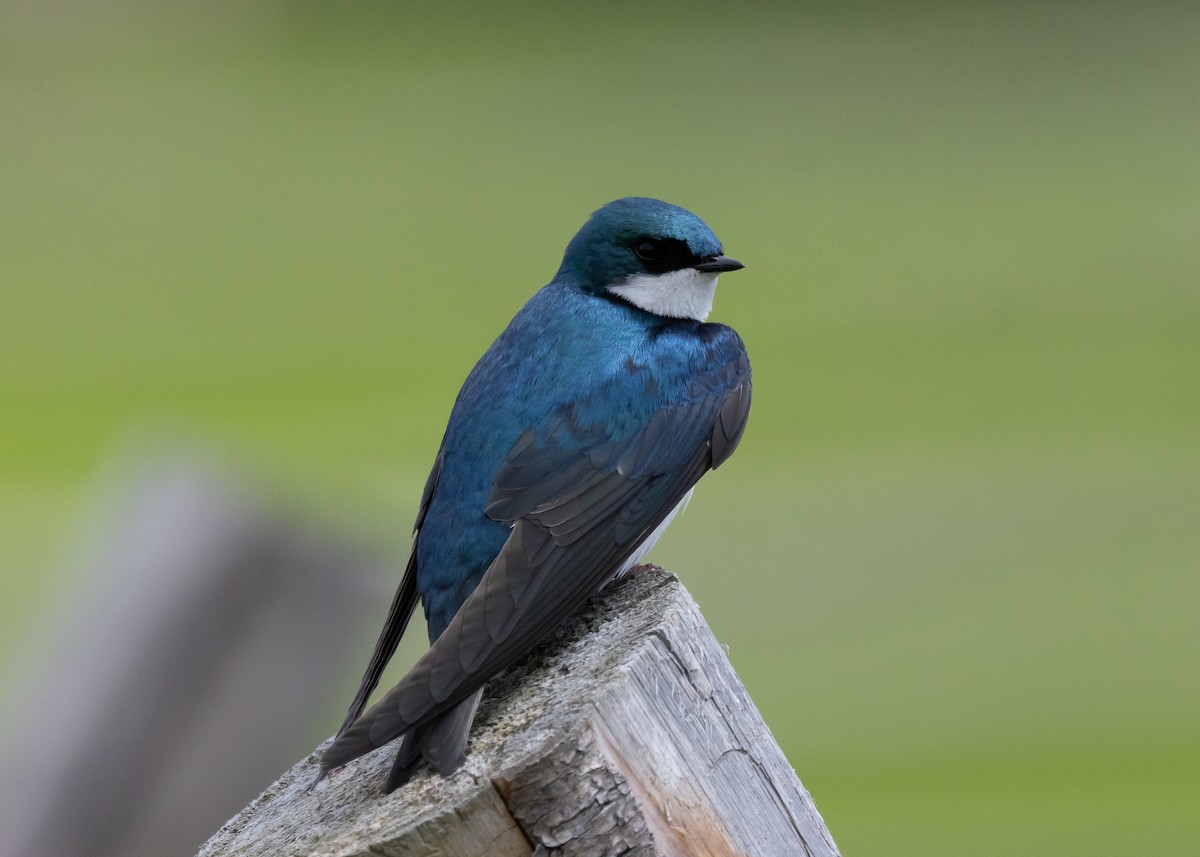 Golondrina Bicolor - ML620886000