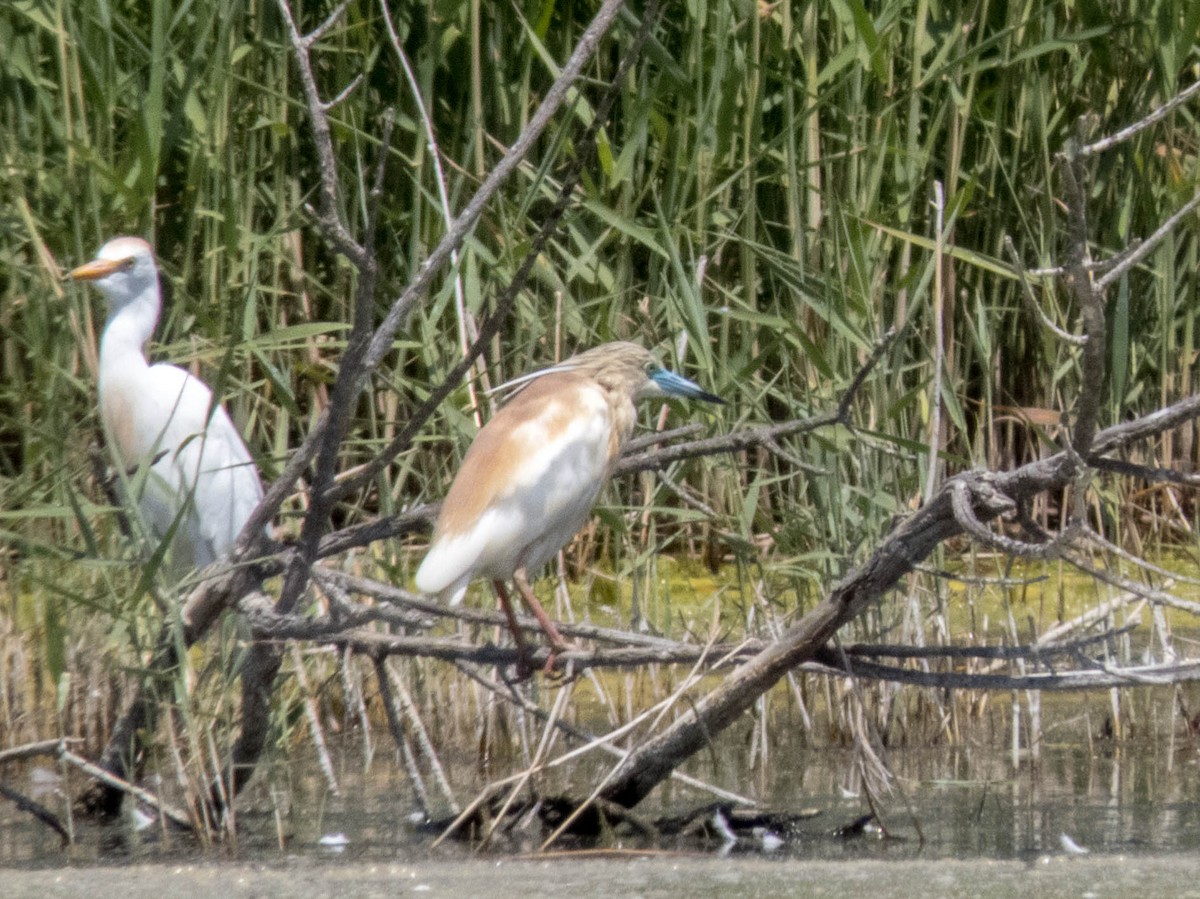 Squacco Heron - Hugo Schlenker