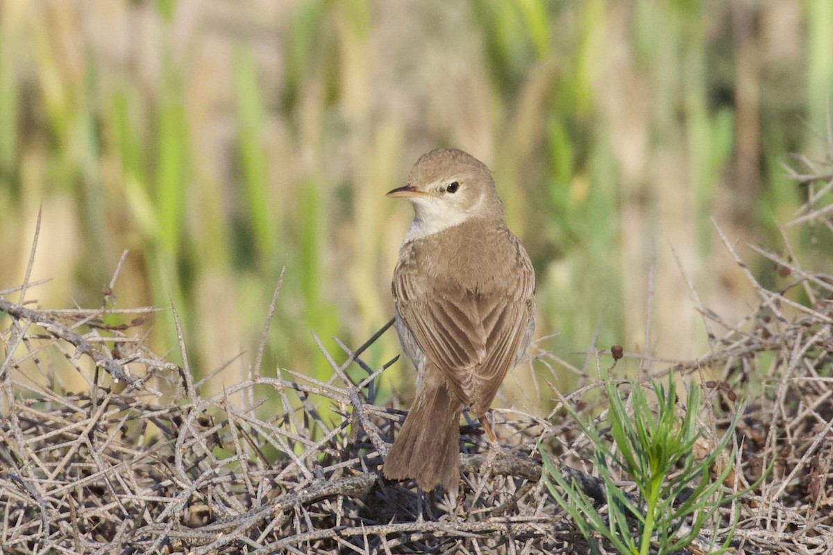 Sykes's Warbler - ML620886002