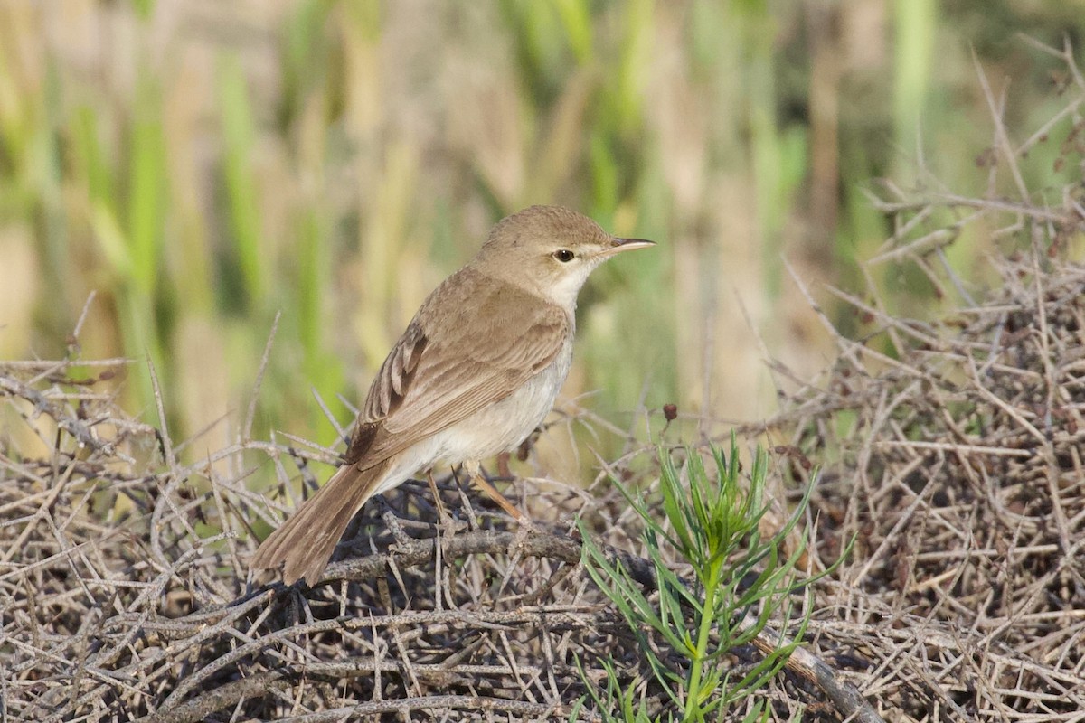 Sykes's Warbler - ML620886003