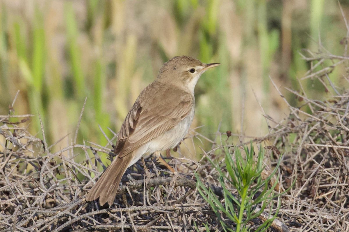 Sykes's Warbler - ML620886004