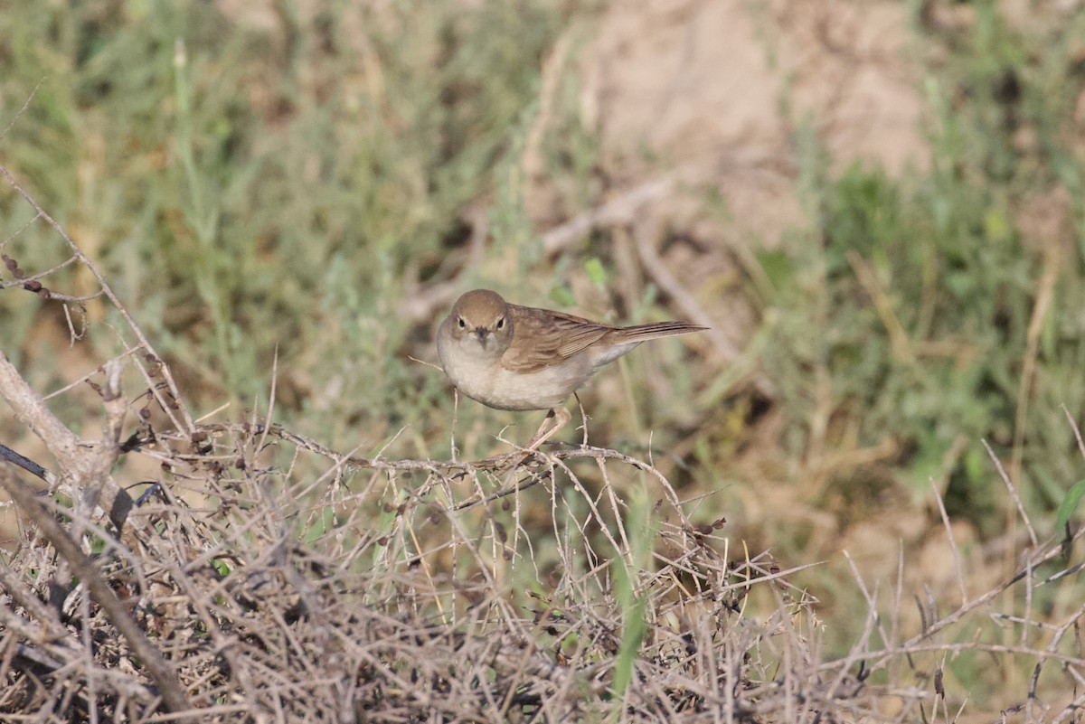 Sykes's Warbler - ML620886005