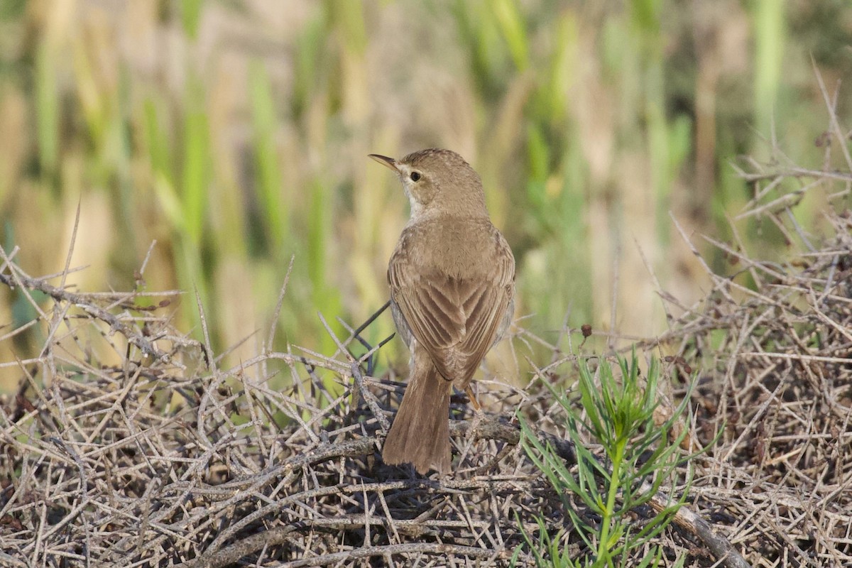 Sykes's Warbler - ML620886006