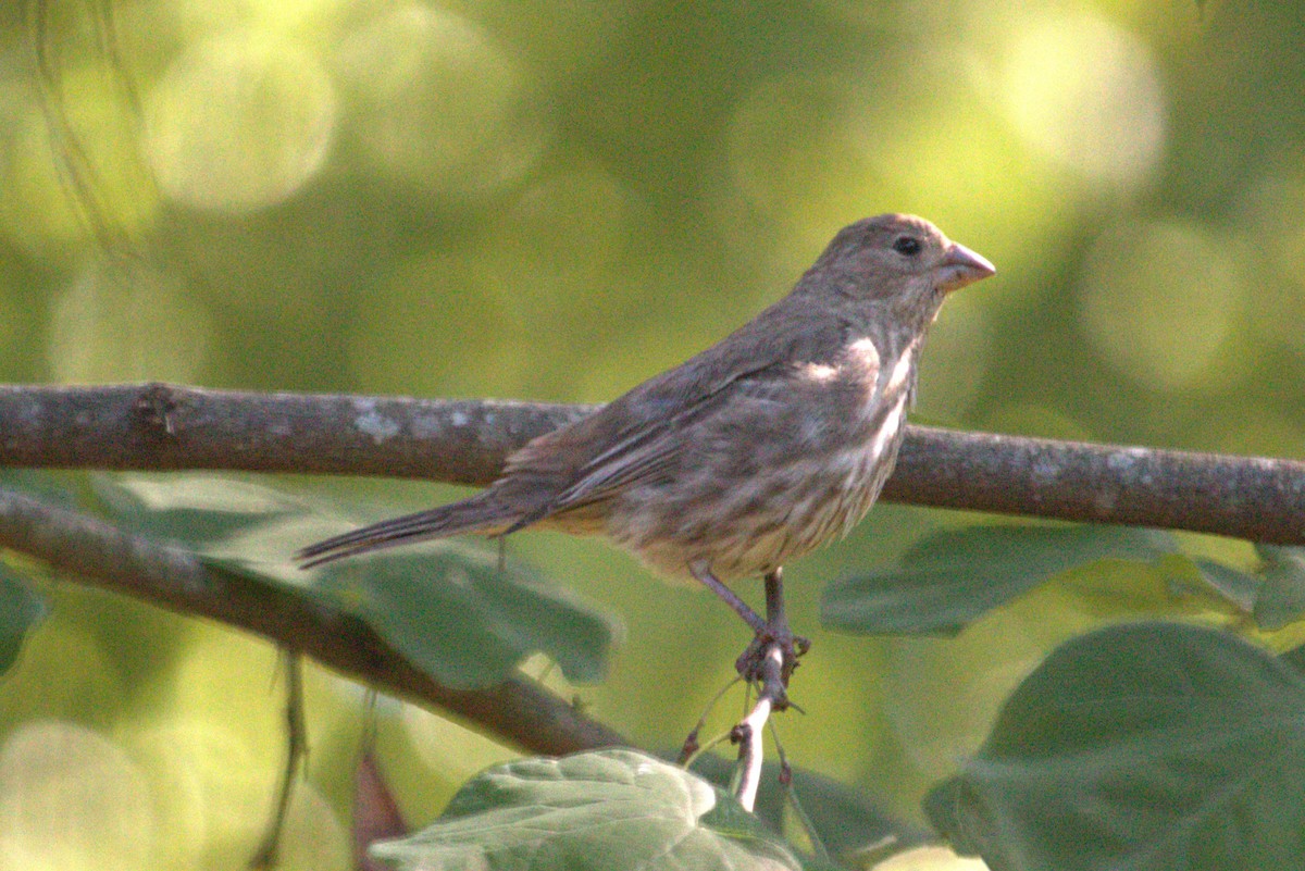 House Finch - ML620886011