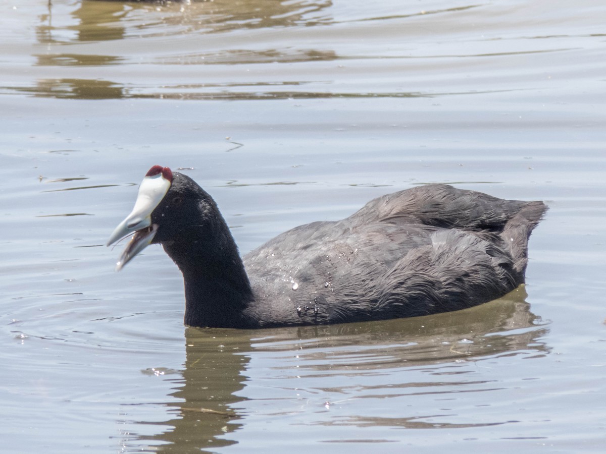 Red-knobbed Coot - ML620886014
