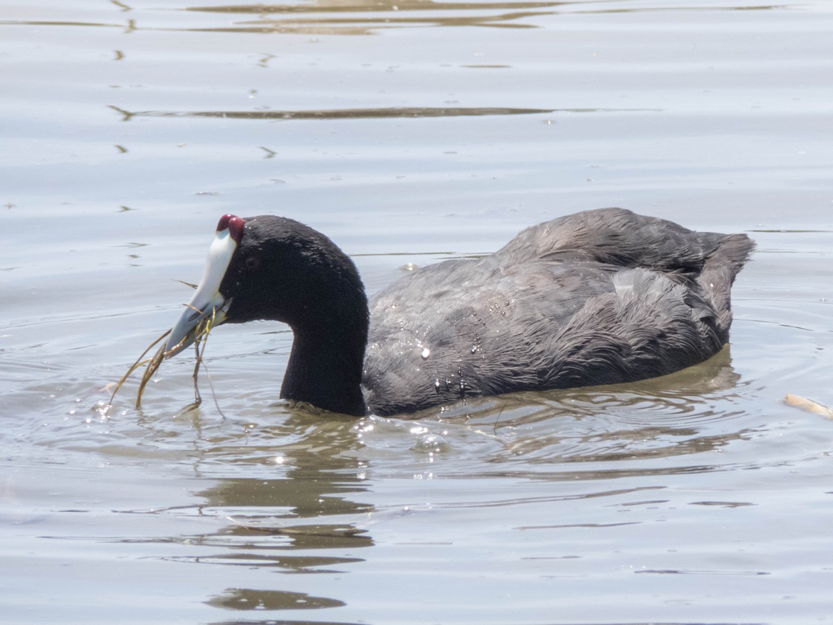 Red-knobbed Coot - ML620886015