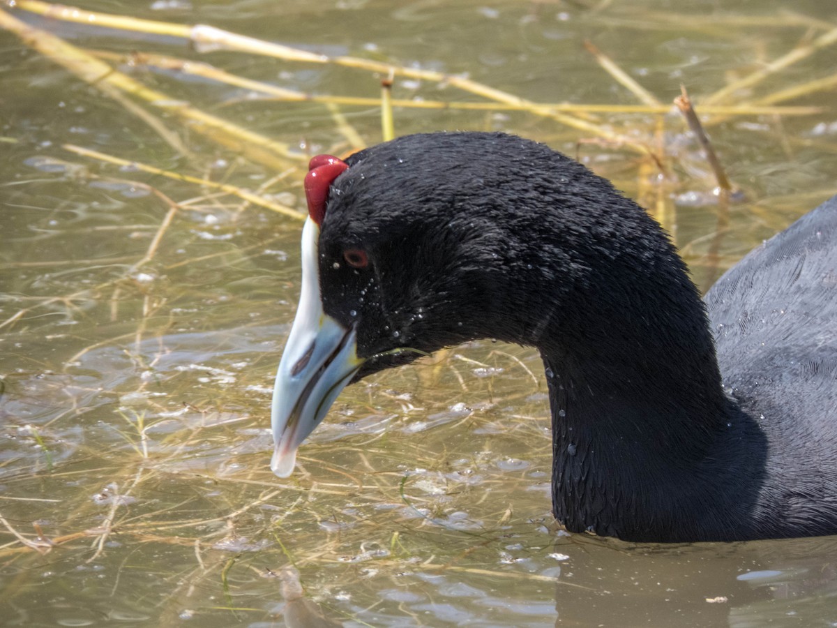 Red-knobbed Coot - ML620886016