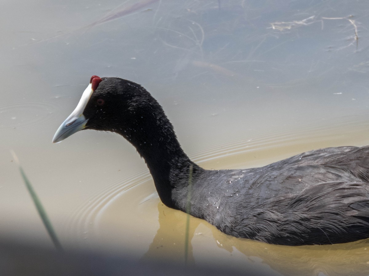 Red-knobbed Coot - ML620886018
