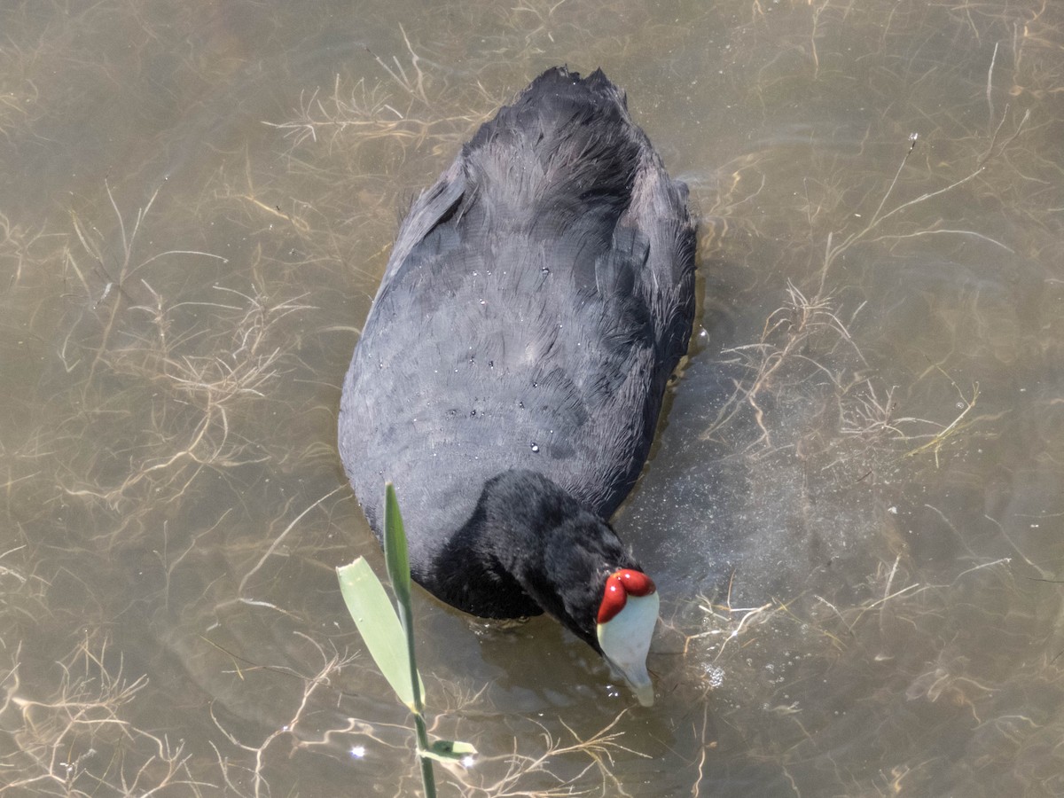 Red-knobbed Coot - ML620886019