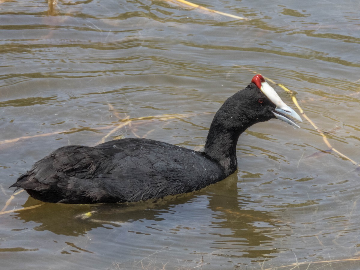 Red-knobbed Coot - ML620886020