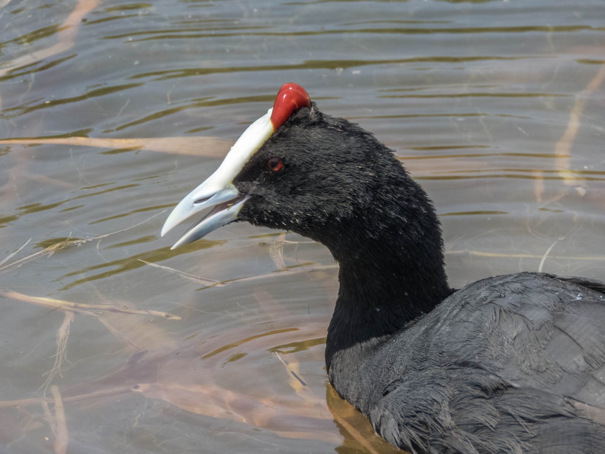 Red-knobbed Coot - ML620886021