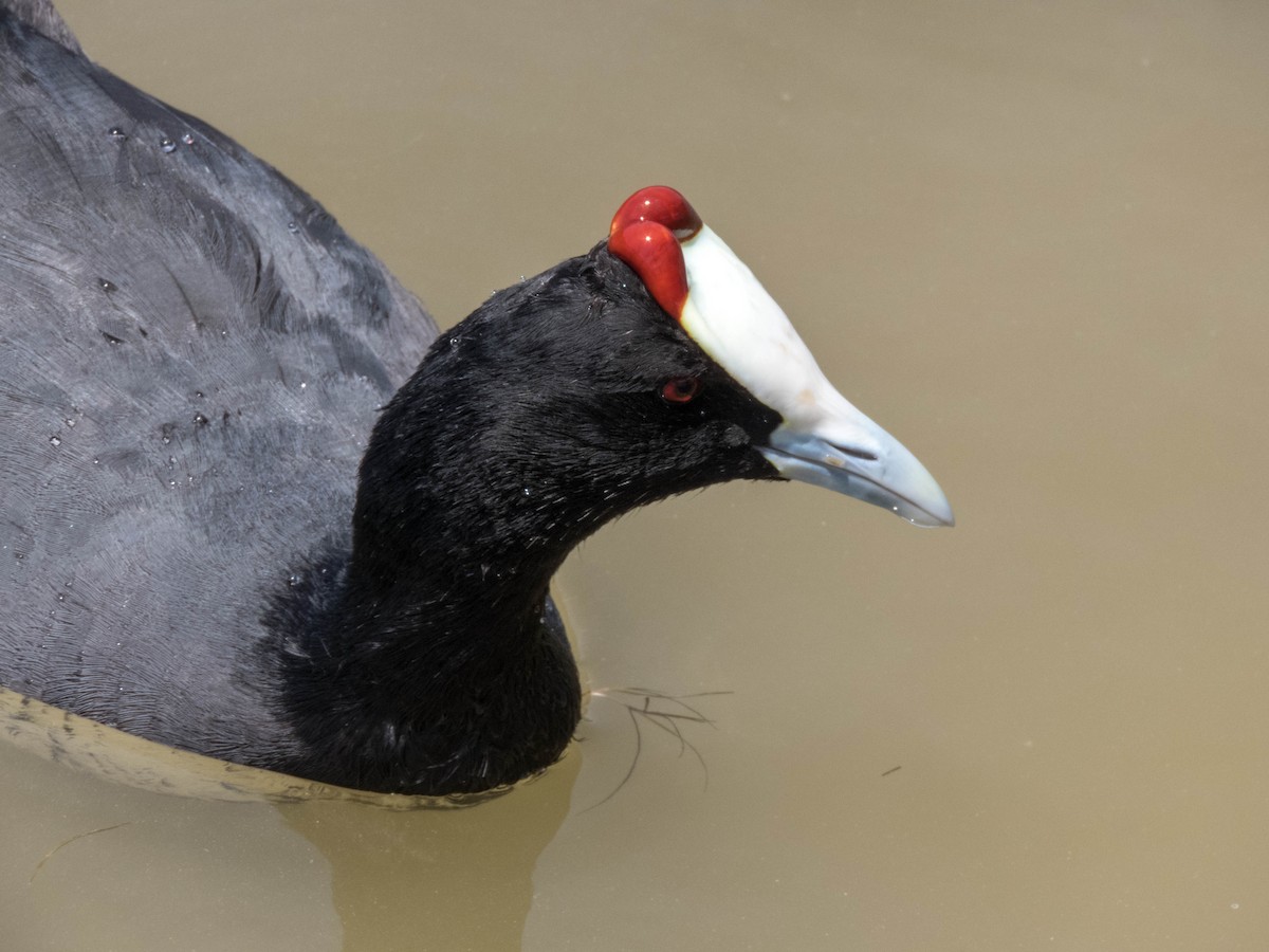 Red-knobbed Coot - ML620886023