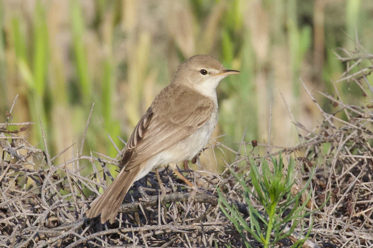 Sykes's Warbler - Dorna Mojab