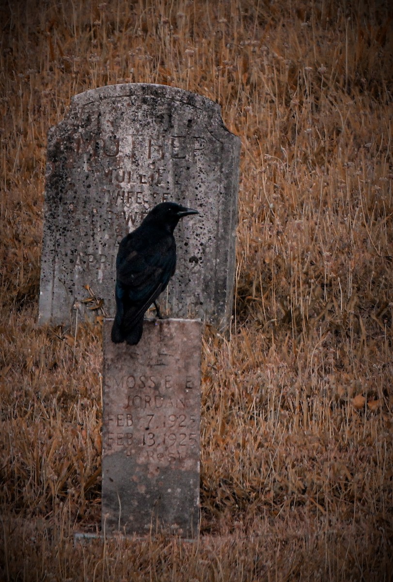 American Crow - ML620886031