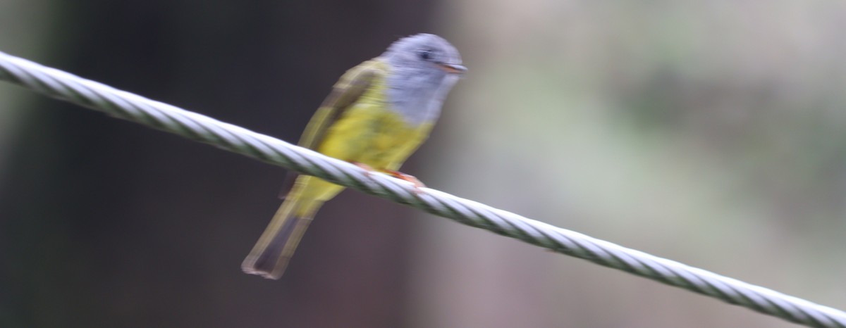 Gray-headed Canary-Flycatcher - ML620886040