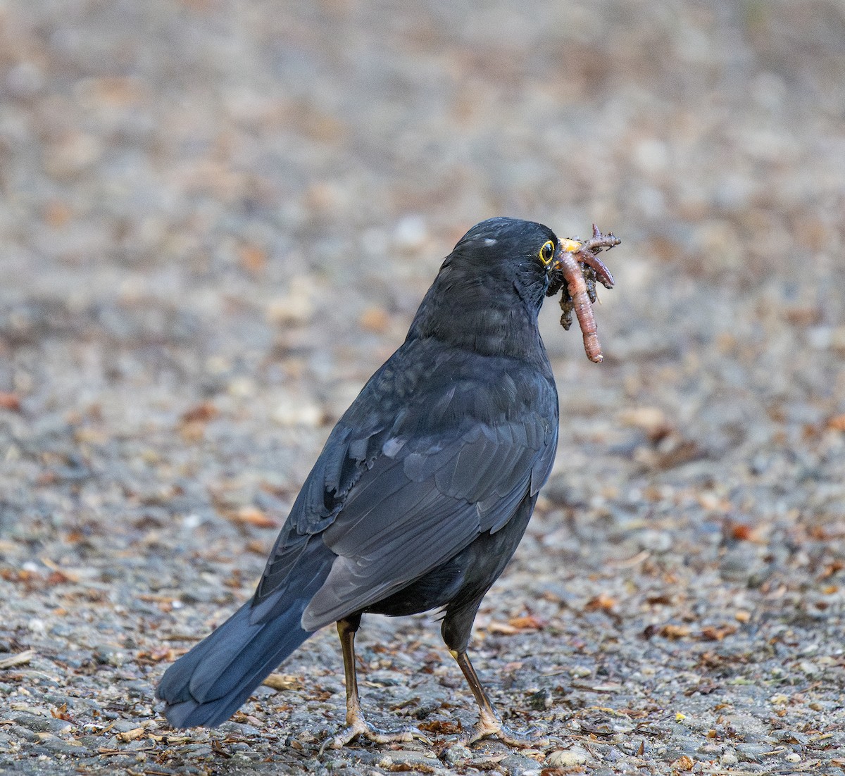 Eurasian Blackbird - Hanno Stamm