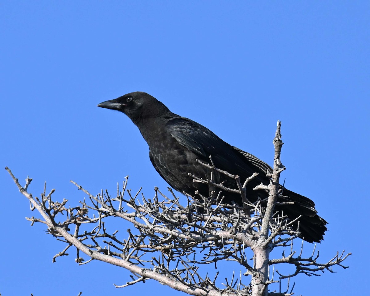 American Crow - ML620886066