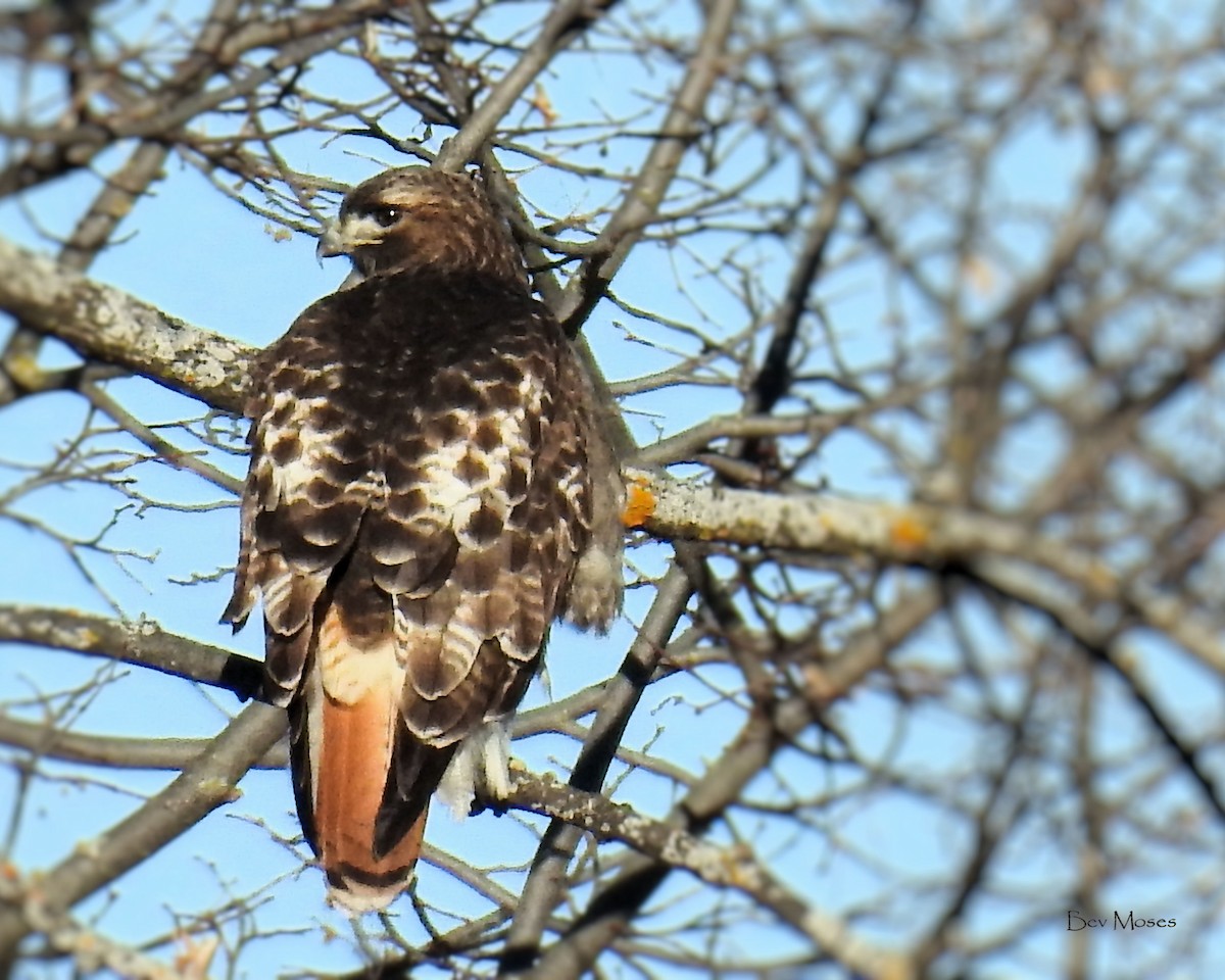 Red-tailed Hawk - ML620886082