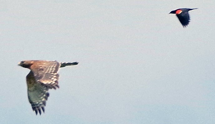 Red-shouldered Hawk - ML620886092