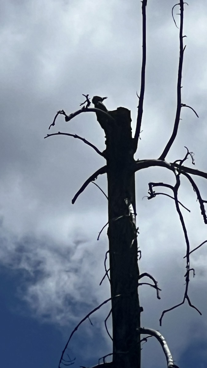 Black-backed Woodpecker - ML620886098