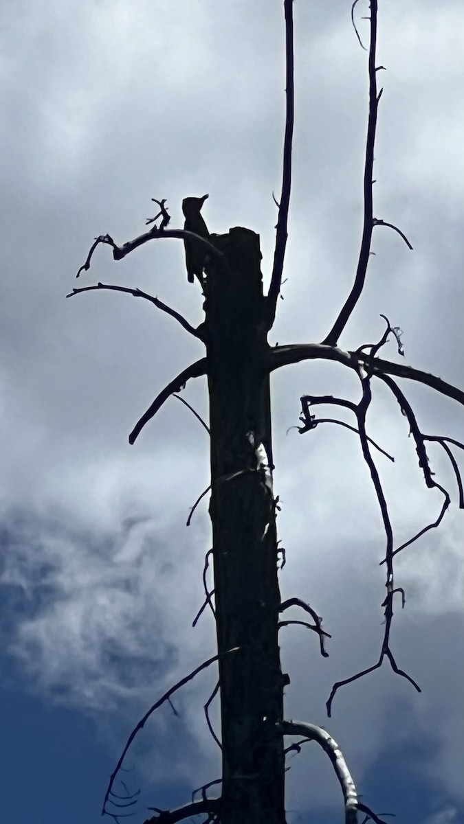 Black-backed Woodpecker - ML620886101