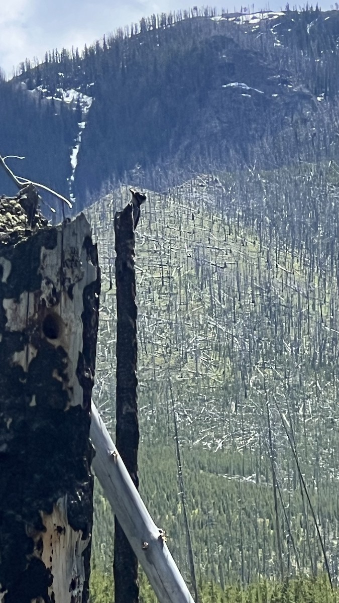 Black-backed Woodpecker - ML620886102