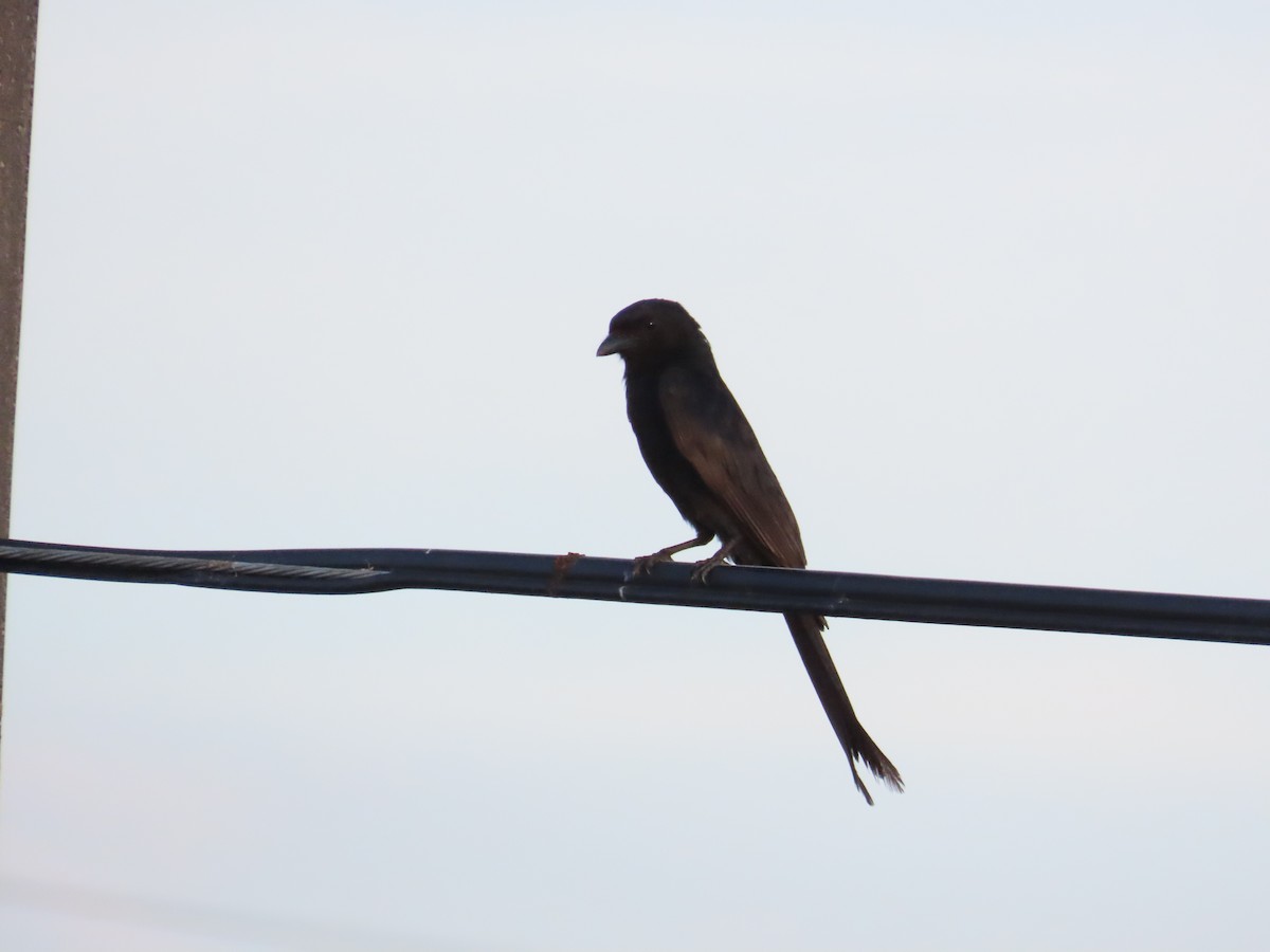 Black Drongo - ML620886108