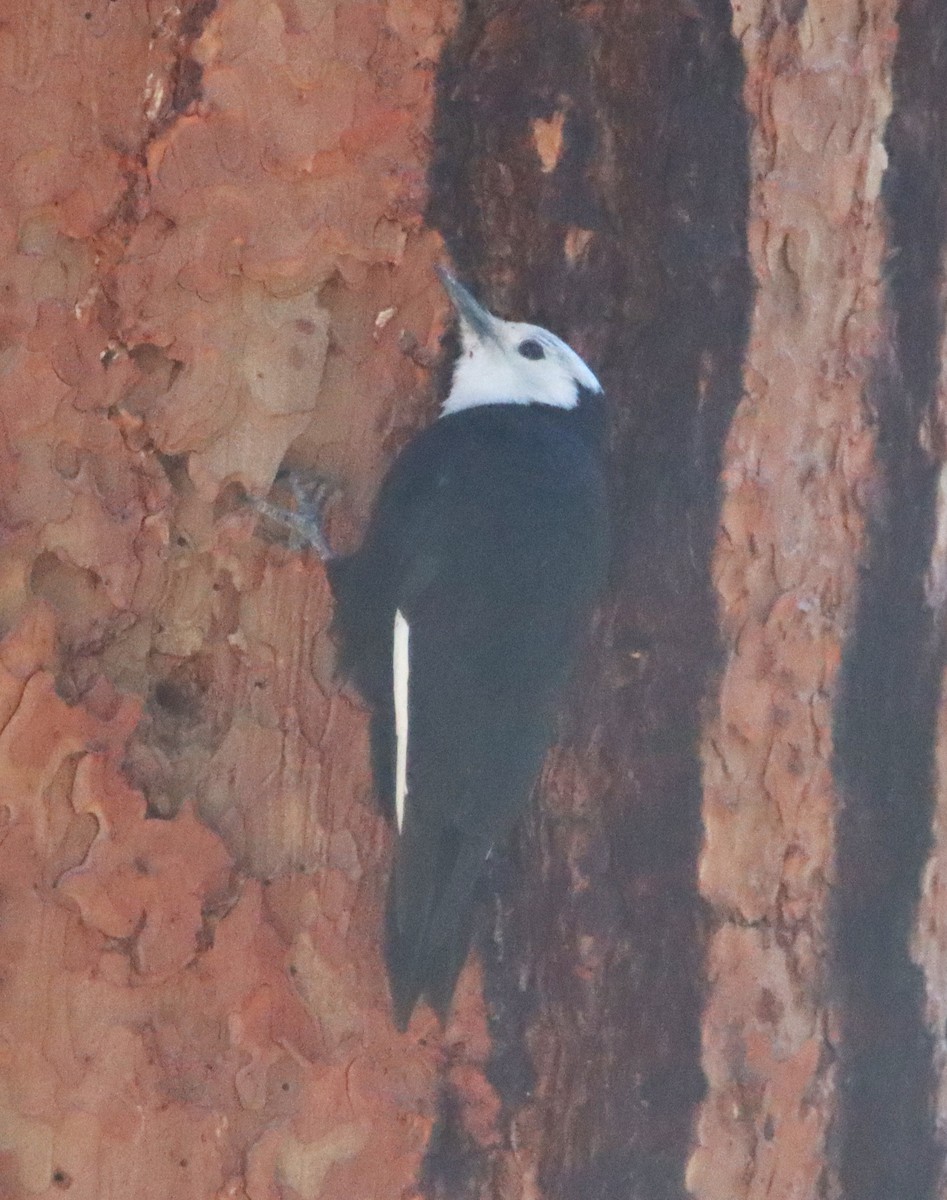 White-headed Woodpecker - ML620886123