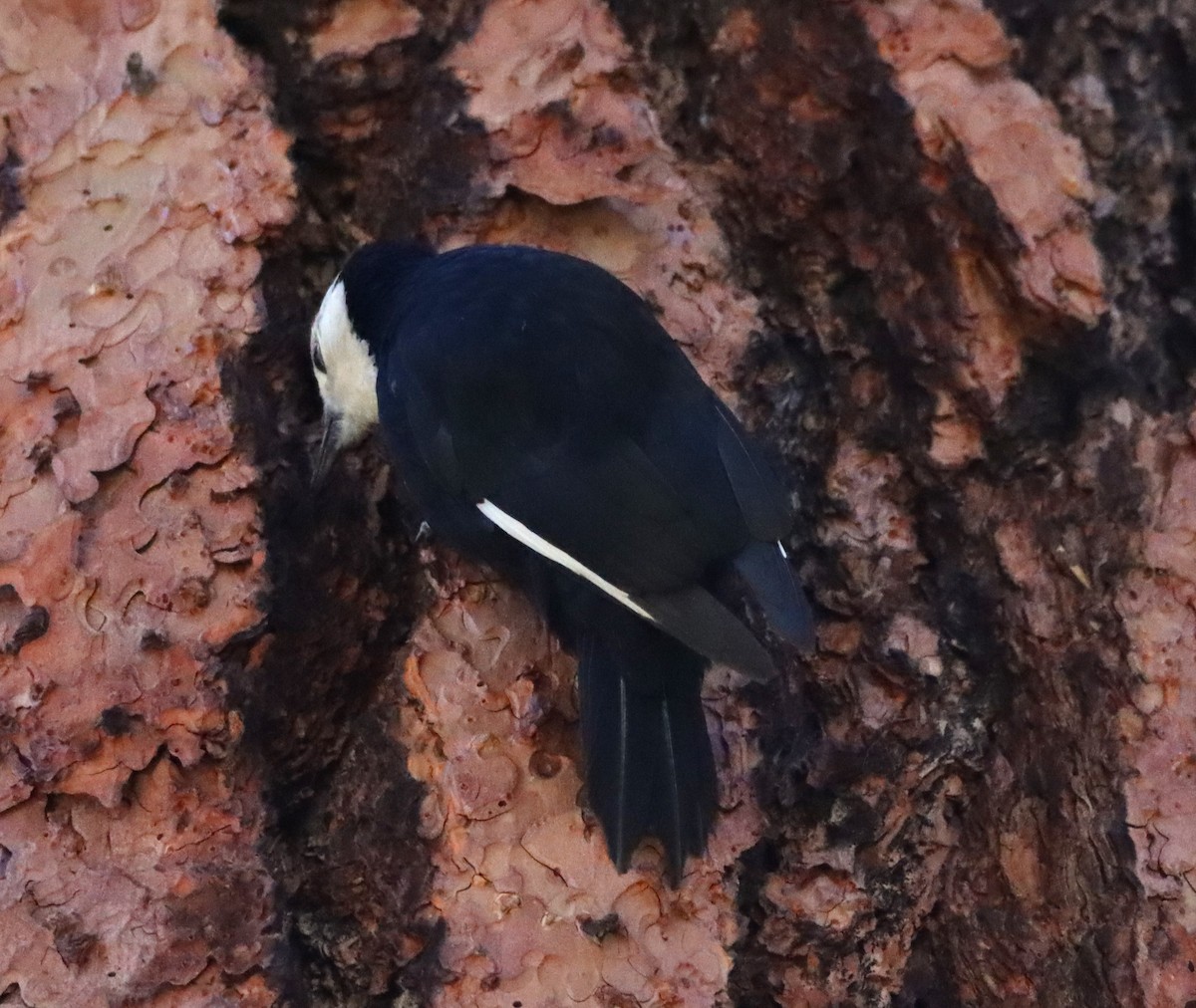 White-headed Woodpecker - ML620886124