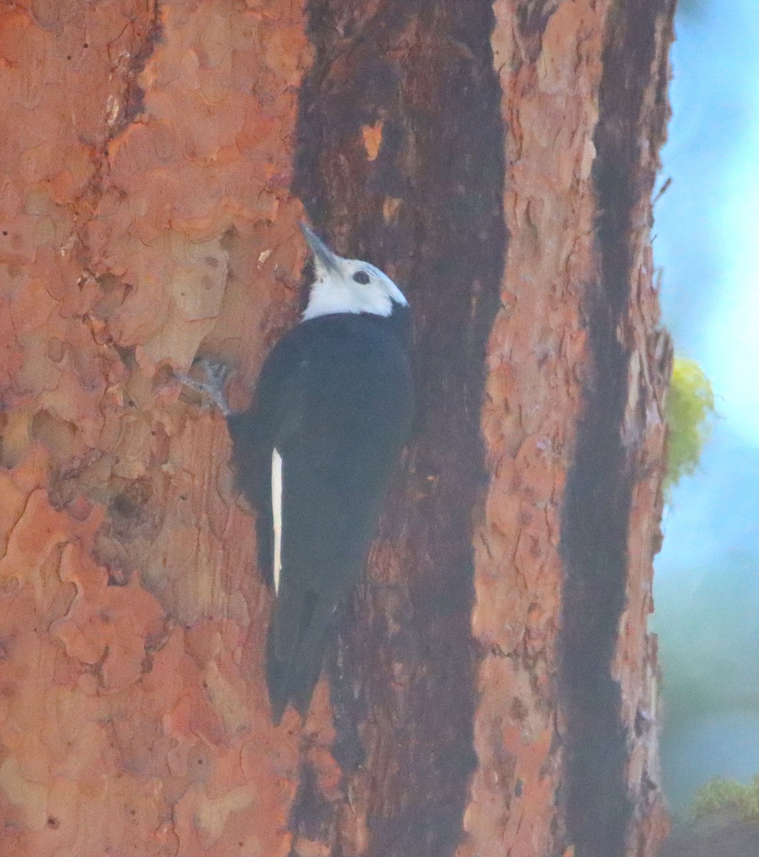 White-headed Woodpecker - ML620886125