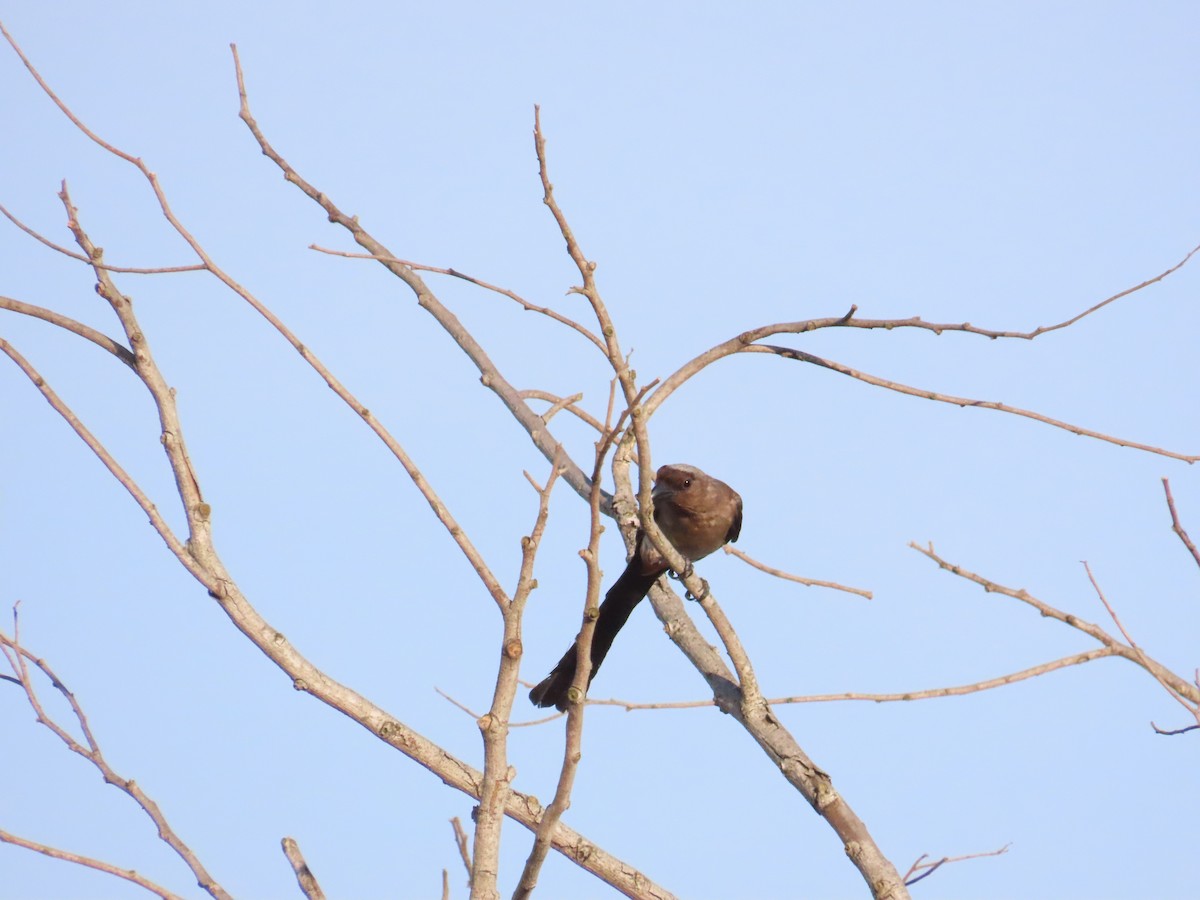 Gray Treepie - ML620886129