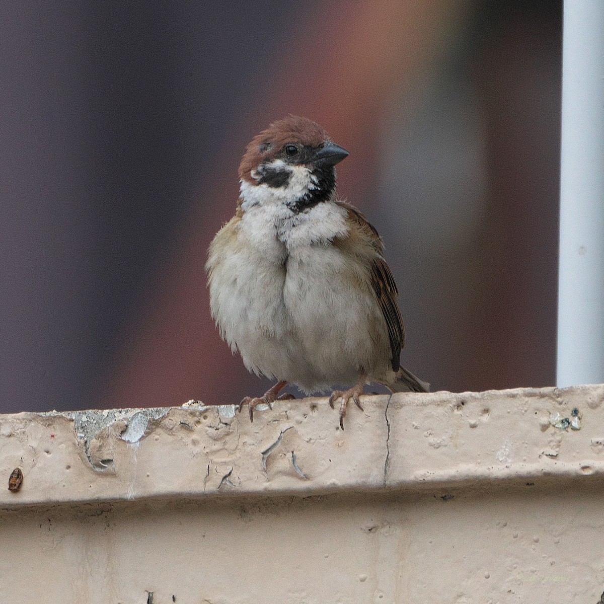 Eurasian Tree Sparrow - ML620886142