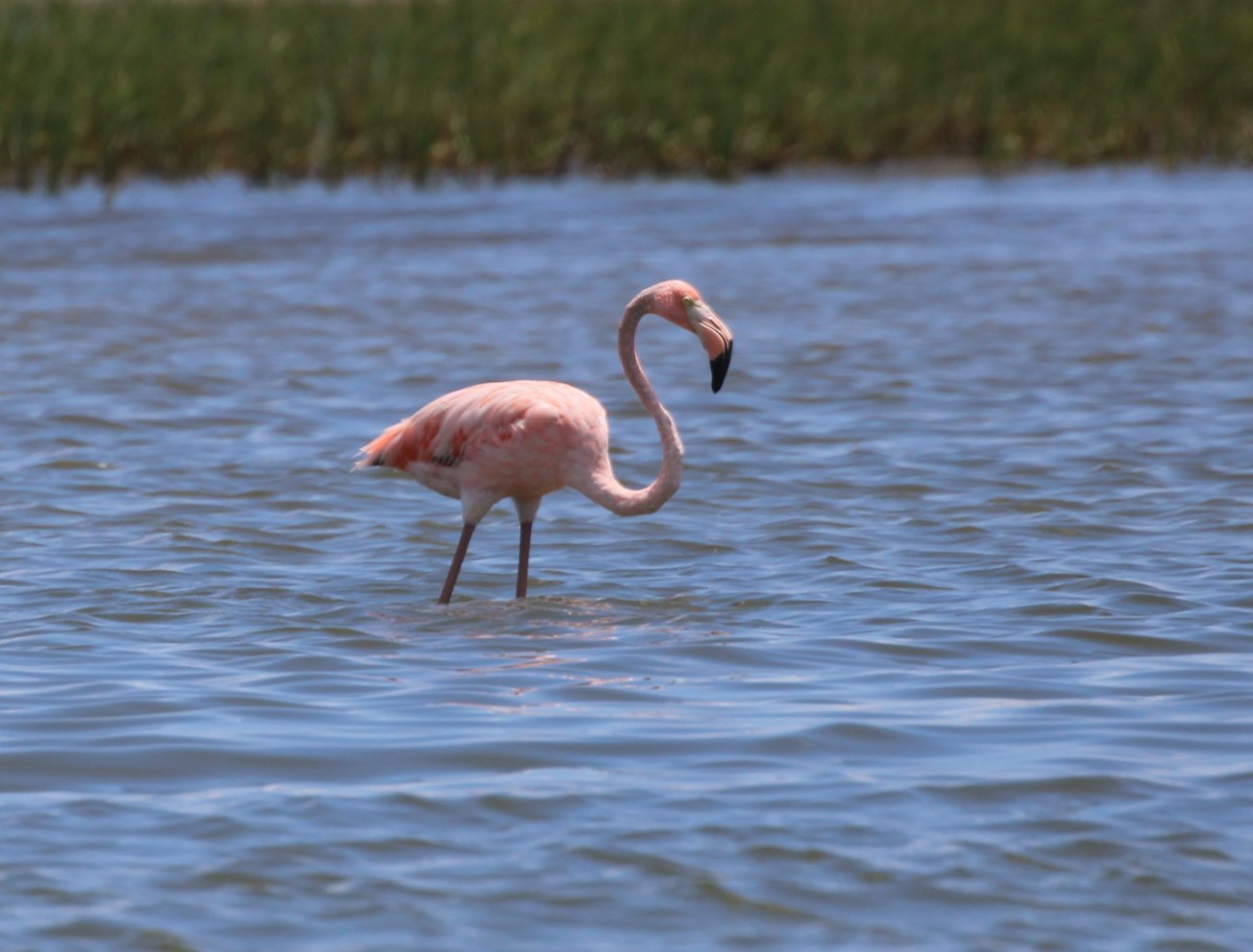 American Flamingo - Andrew From