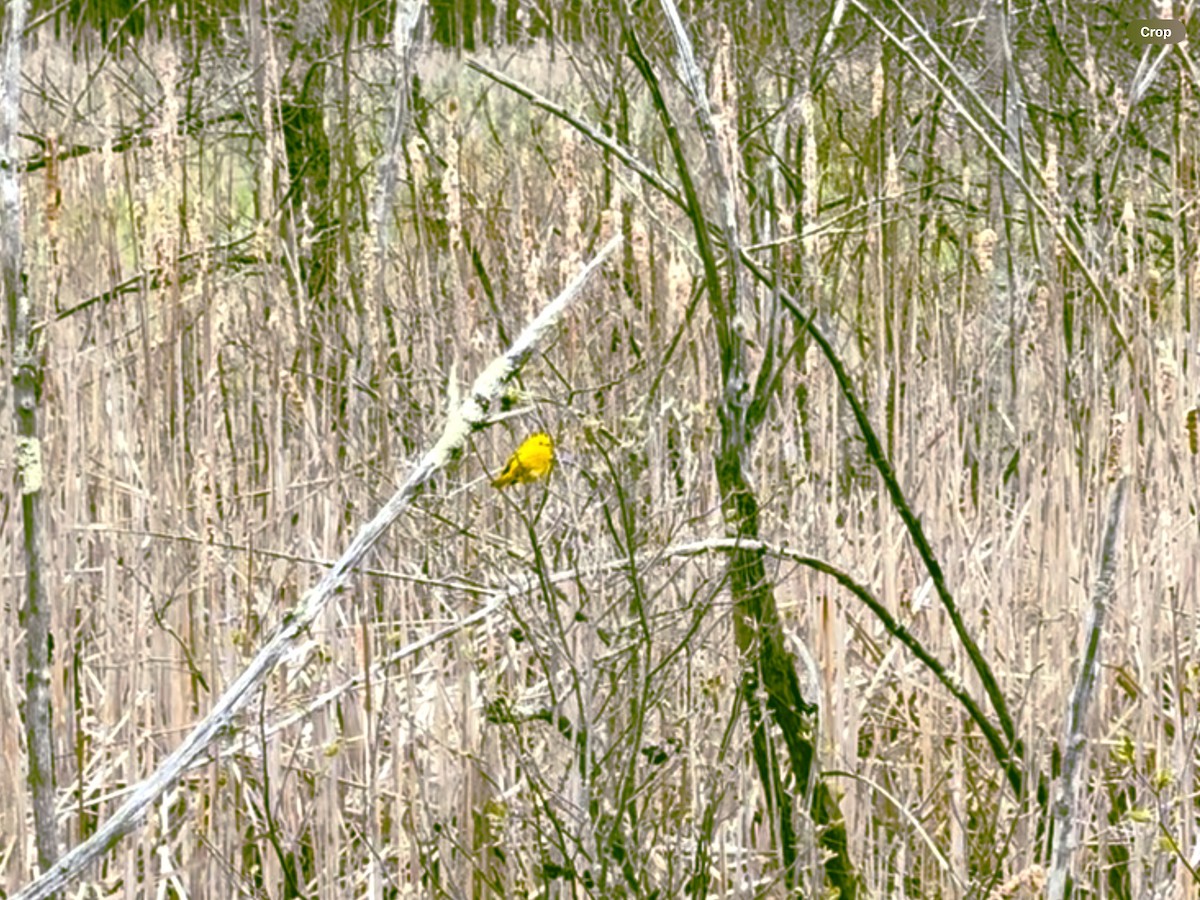 Yellow Warbler - ML620886170