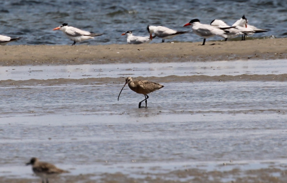 Long-billed Curlew - Andrew From