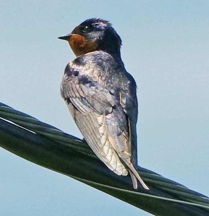 Barn Swallow (American) - ML620886188