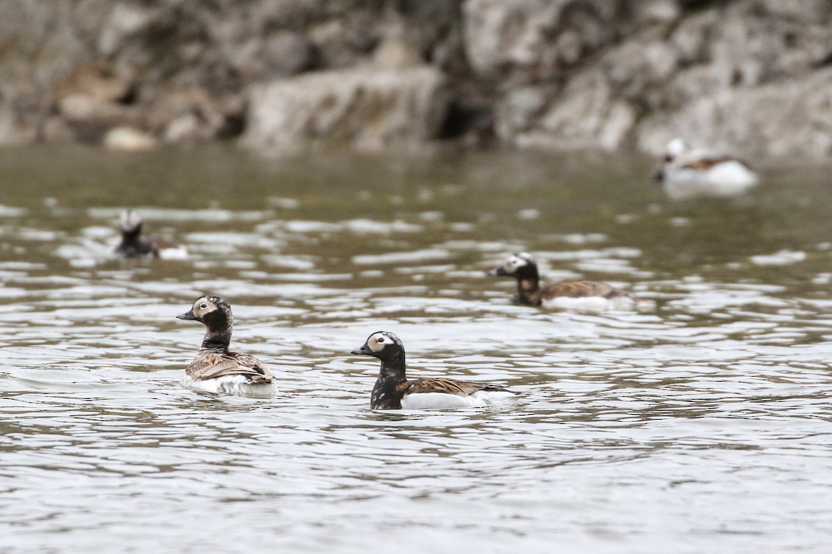 Long-tailed Duck - ML620886194