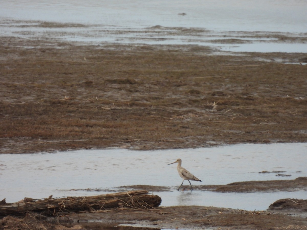 Bar-tailed Godwit - ML620886216