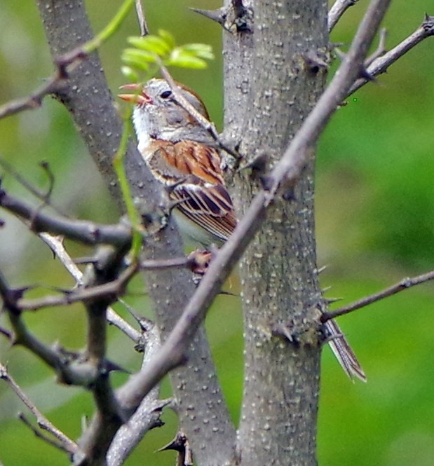 Field Sparrow - ML620886221