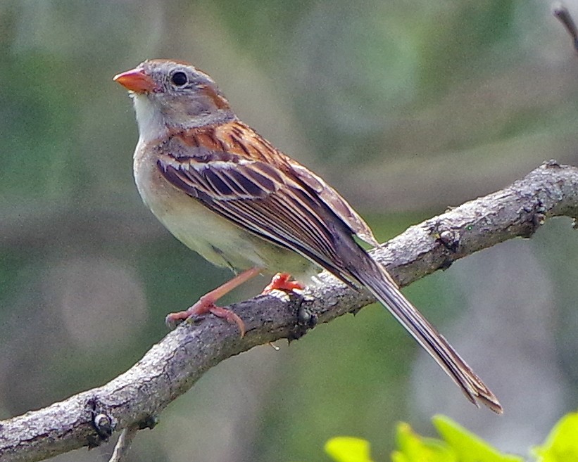 Field Sparrow - ML620886222
