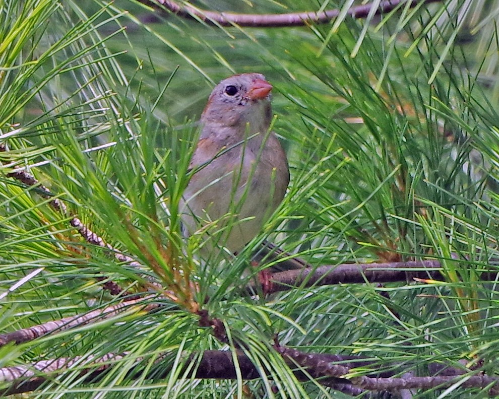Field Sparrow - ML620886223