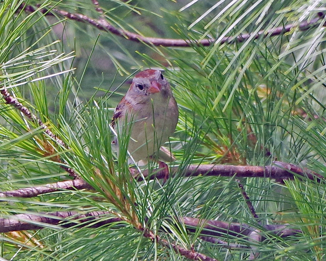 Field Sparrow - ML620886225