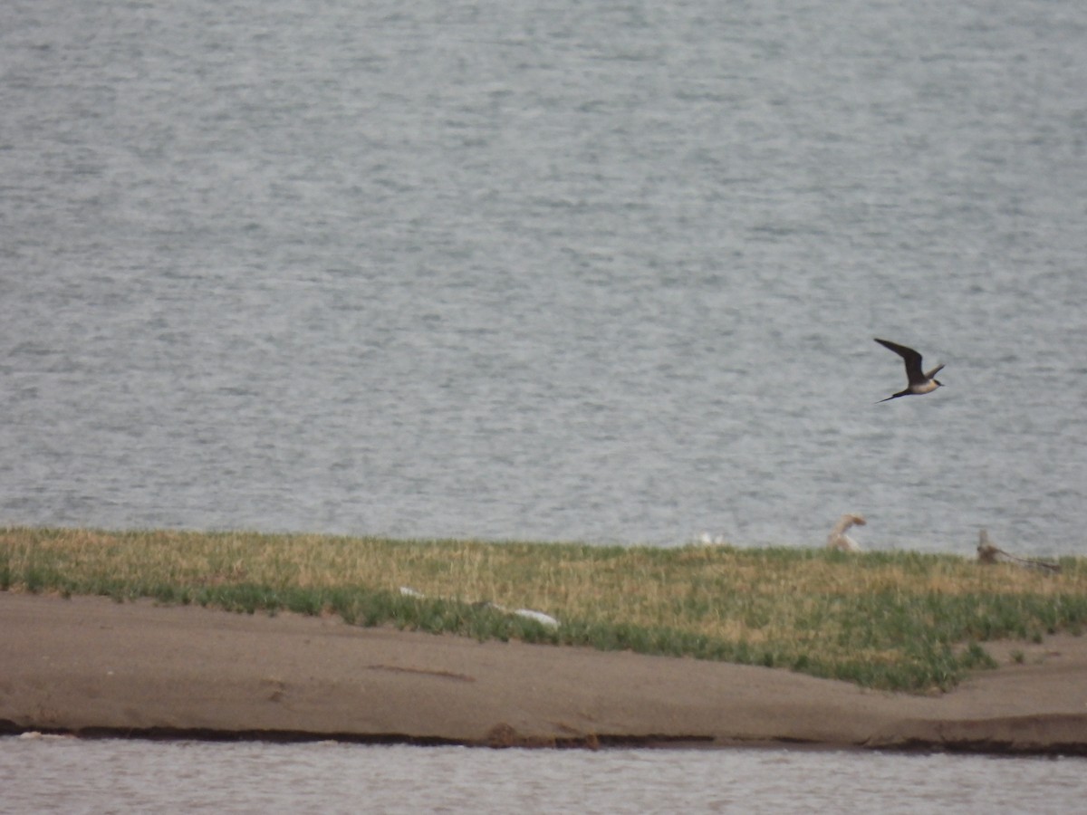 Long-tailed Jaeger - ML620886244