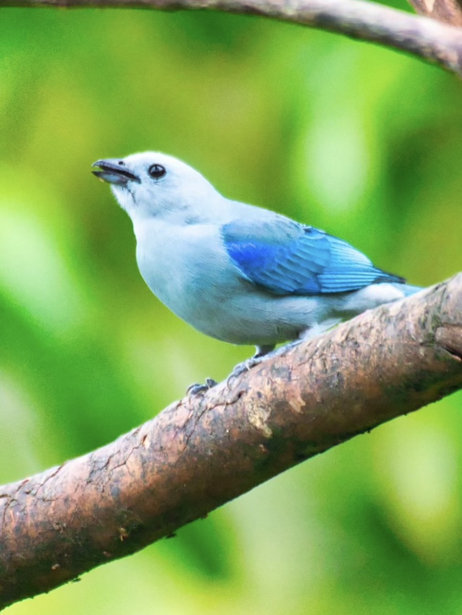 Blue-gray Tanager - ML620886248