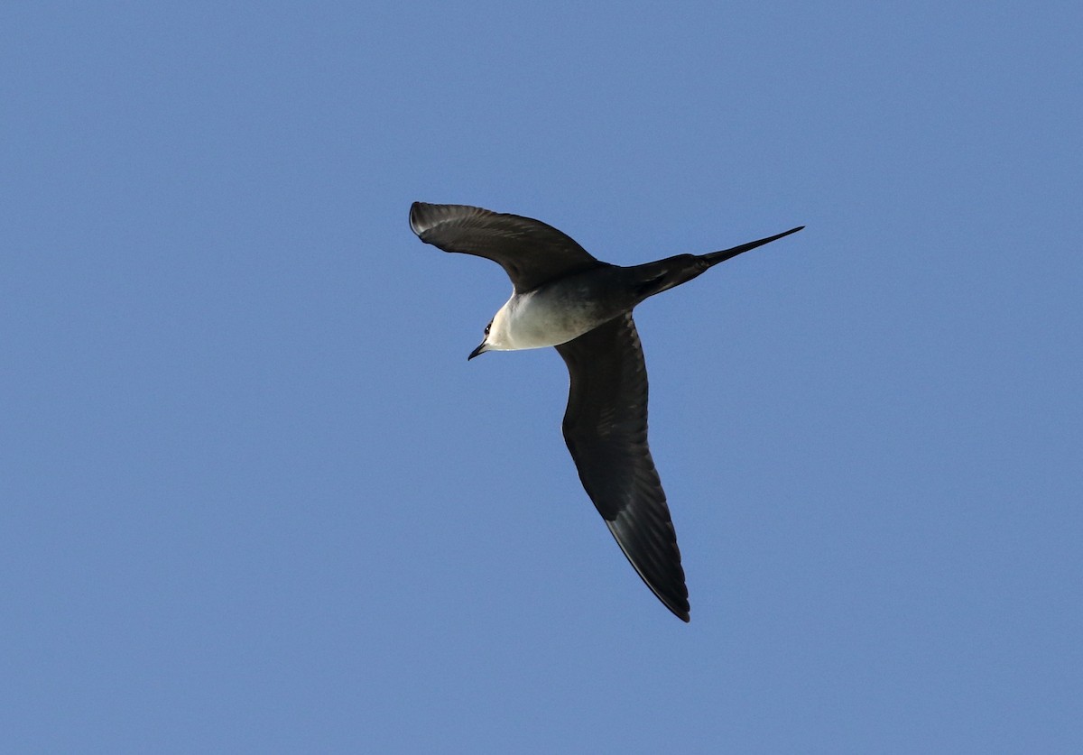 Long-tailed Jaeger - ML620886250