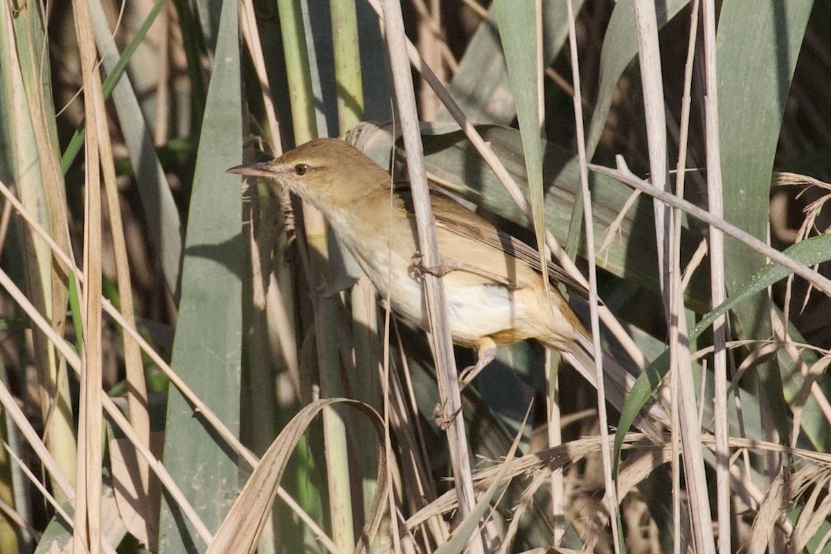 Great Reed Warbler - Dorna Mojab