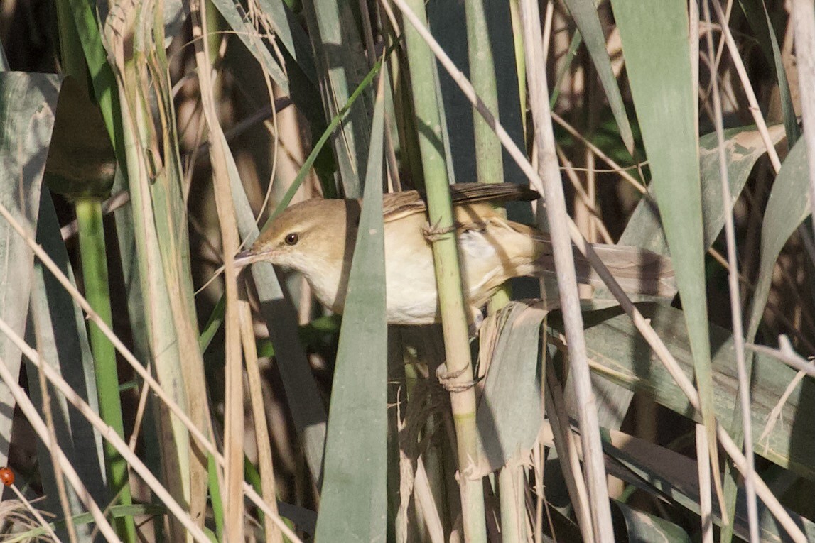 Great Reed Warbler - Dorna Mojab