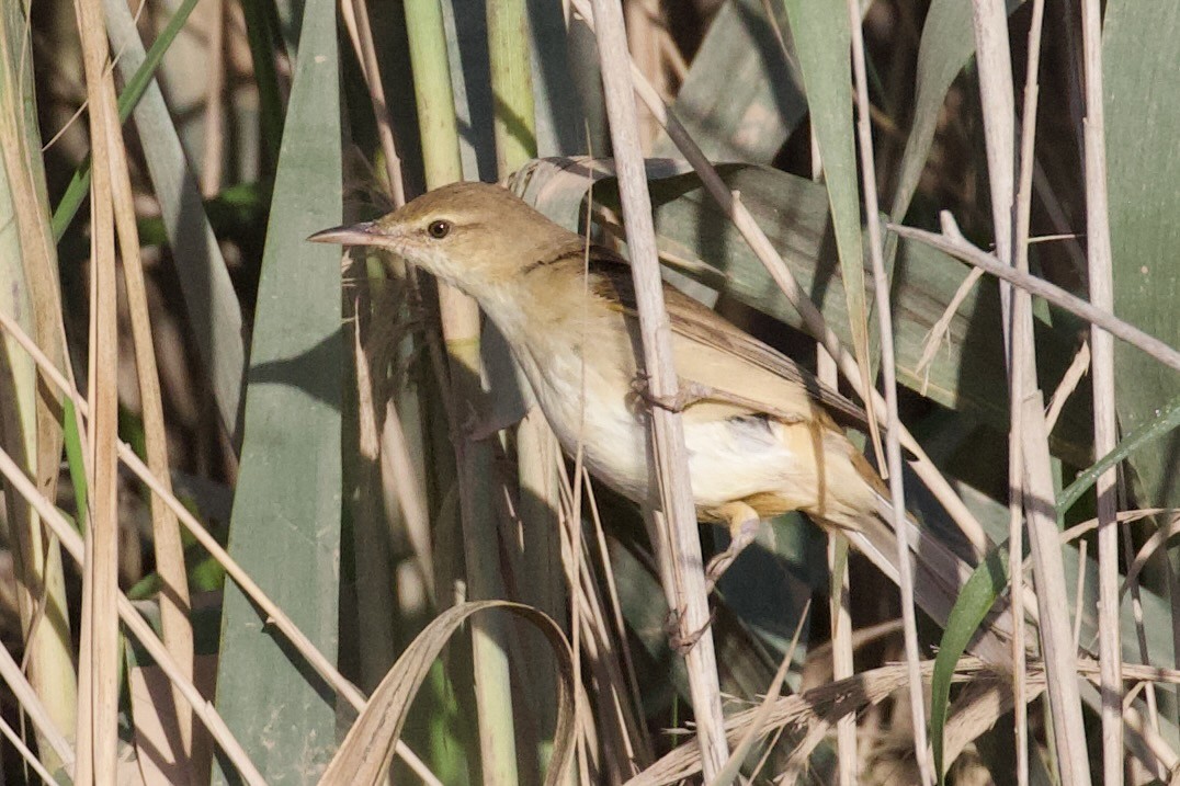 Great Reed Warbler - Dorna Mojab